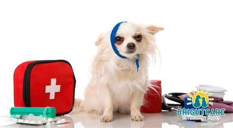 Emergency Vet Care .